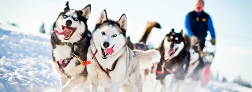 Катание на хаски в Воронеже. Ultra Подарки. Катание на хаски в Воронеже. Попробуйте Катание на хаски. Сервис: UltraPodarki.ru 8 800 505 95 30. Катание на хаски Воронеж, Катание на хаски в Воронеже, хаски, животные в Воронеже, 