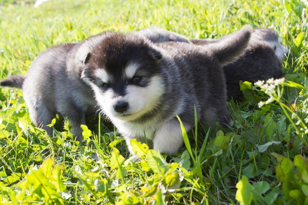 Катание на хаски в Воронеже. Ultra Подарки. Катание на хаски в Воронеже. Попробуйте Катание на хаски. Сервис: UltraPodarki.ru 8 800 505 95 30. Катание на хаски Воронеж, Катание на хаски в Воронеже, хаски, животные в Воронеже, 