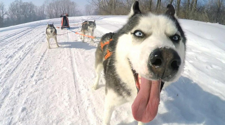Катание на хаски в Воронеже. Ultra Подарки. Катание на хаски в Воронеже. Попробуйте Катание на хаски. Сервис: UltraPodarki.ru 8 800 505 95 30. Катание на хаски Воронеж, Катание на хаски в Воронеже, хаски, животные в Воронеже, 