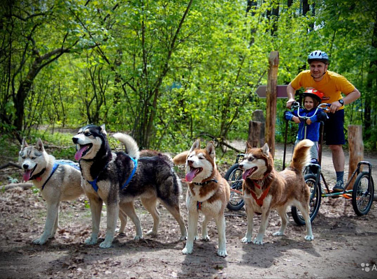 Катание на хаски в Воронеже. Ultra Подарки. Катание на хаски в Воронеже. Попробуйте Катание на хаски. Сервис: UltraPodarki.ru 8 800 505 95 30. Катание на хаски Воронеж, Катание на хаски в Воронеже, хаски, животные в Воронеже, 