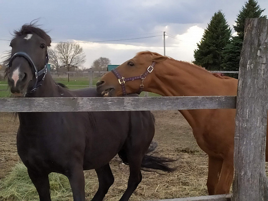 Конные прогулки в Воронеже. Подарочные сертификаты Ultra Подарки. Купить оригинальный подарок или подарочный сертификат на Конные прогулки в Воронеже. Сервис UltraPodarki.ru 8-800-505-9530. Катание на лошадях, Прогулка на лошади, Прогулка на лошадях для двоих, Конные прогулки, конный клуб, Конный клуб, конная прогулка, конная прогулка в Воронеже