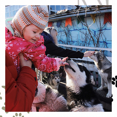 Катание на хаски в Воронеже. Ultra Подарки. Катание на хаски в Воронеже. Попробуйте Катание на хаски. Сервис: UltraPodarki.ru 8 800 505 95 30. Катание на хаски Воронеж, Катание на хаски в Воронеже, хаски, животные в Воронеже, 