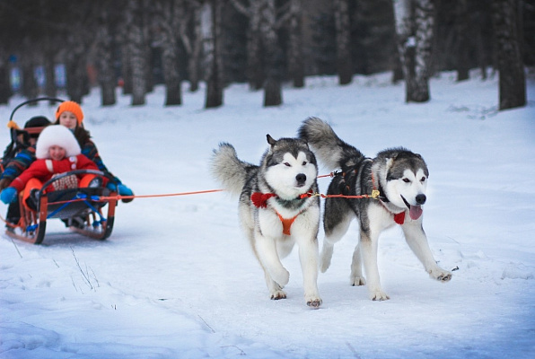 Катание на хаски в Воронеже. Ultra Подарки. Катание на хаски в Воронеже. Попробуйте Катание на хаски. Сервис: UltraPodarki.ru 8 800 505 95 30. Катание на хаски Воронеж, Катание на хаски в Воронеже, хаски, животные в Воронеже, 